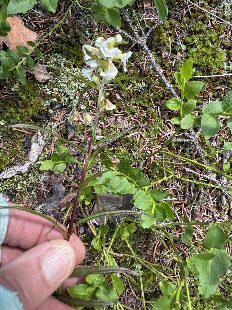 Pedicularis racemosa subsp. alba photo 6