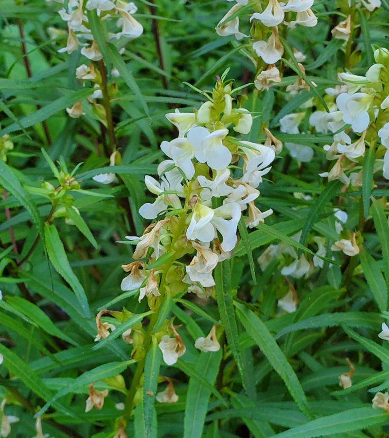 Pedicularis racemosa subsp. alba photo 7
