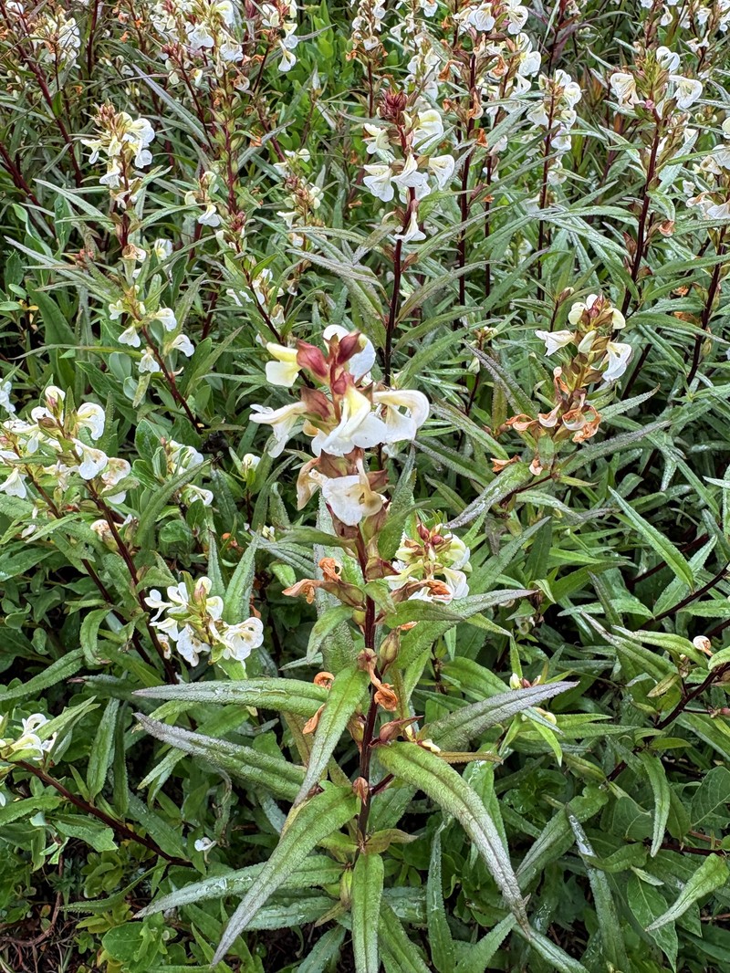 Pedicularis racemosa subsp. alba photo 8