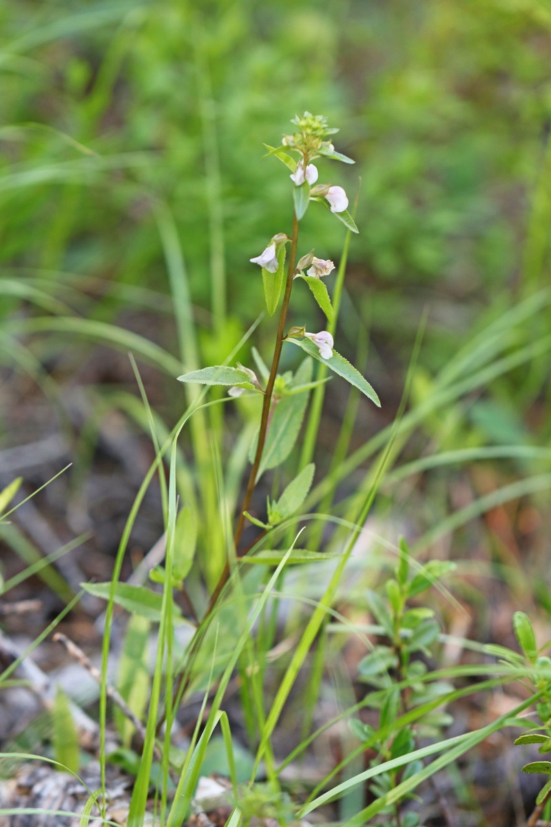 Pedicularis racemosa subsp. racemosa photo 7