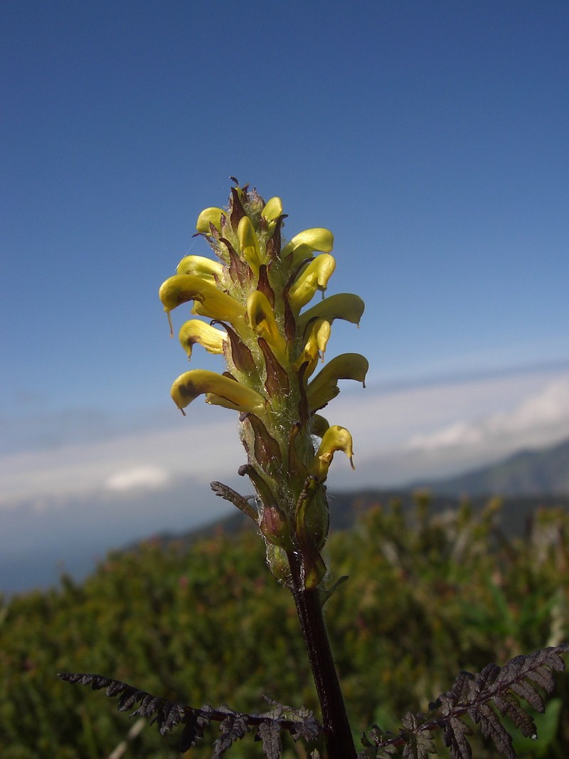 Mt. Rainier Lousewort