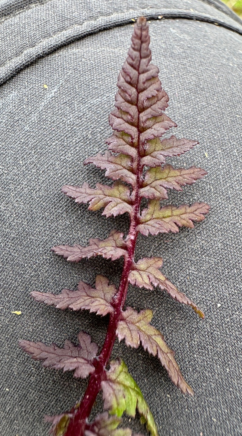 Mt. Rainier Lousewort photo 2