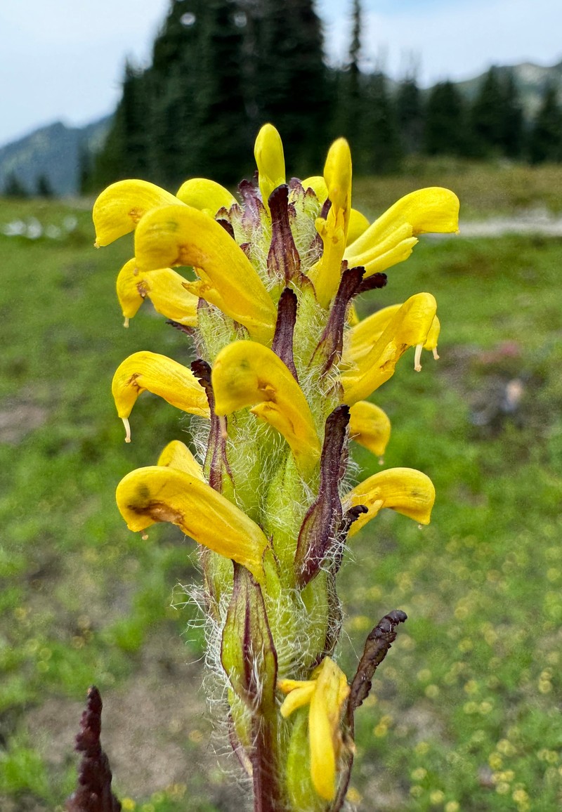 Mt. Rainier Lousewort photo 3