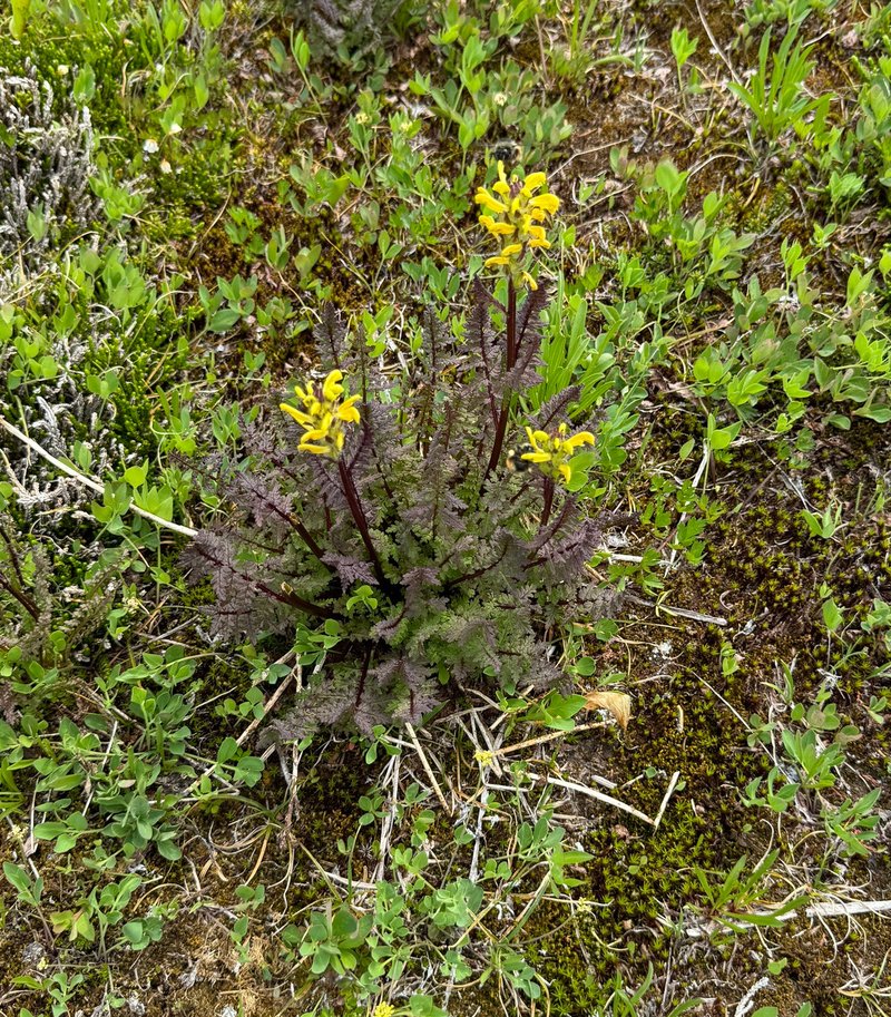 Mt. Rainier Lousewort photo 4