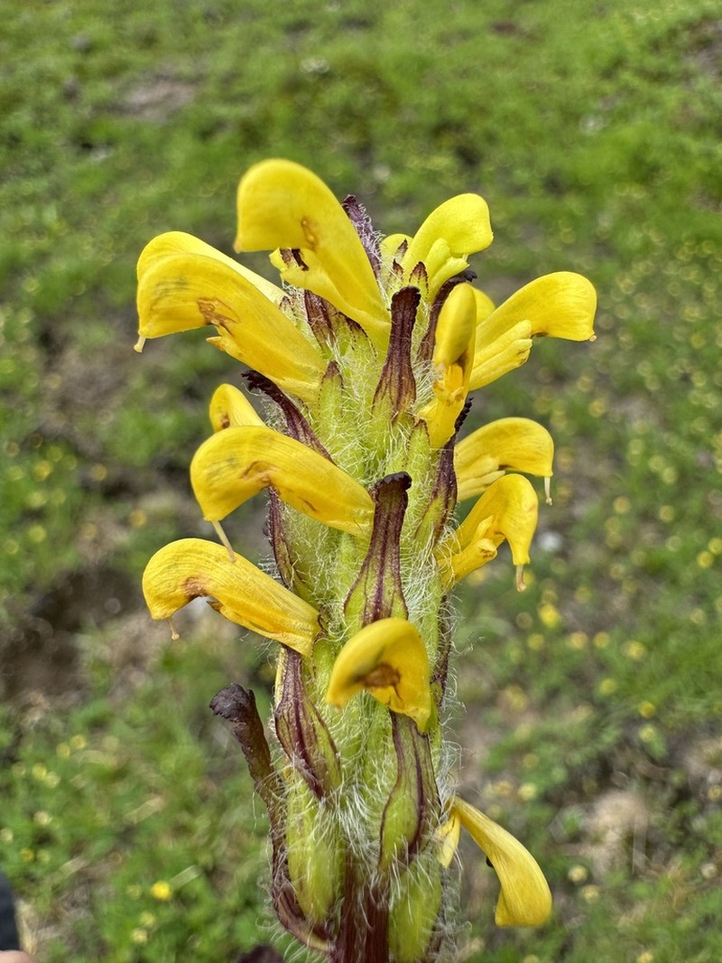 Mt. Rainier Lousewort photo 5
