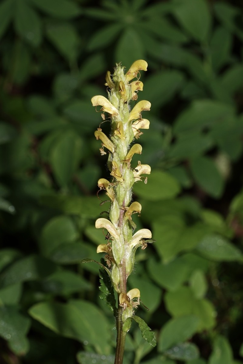 Mt. Rainier Lousewort photo 6