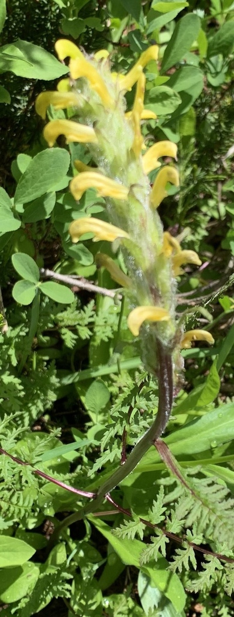 Mt. Rainier Lousewort photo 7