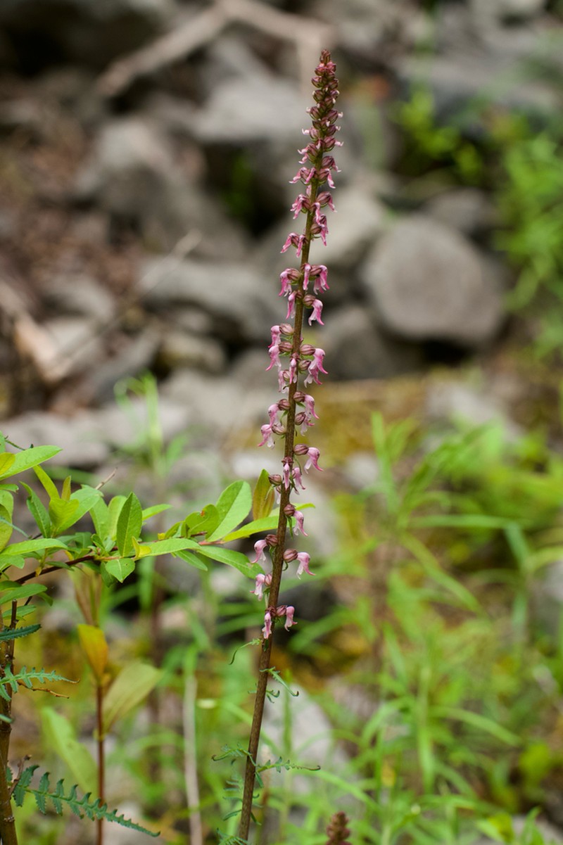 Pedicularis recurva