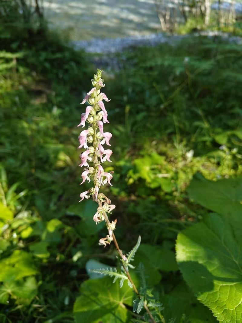Pedicularis recurva photo 2