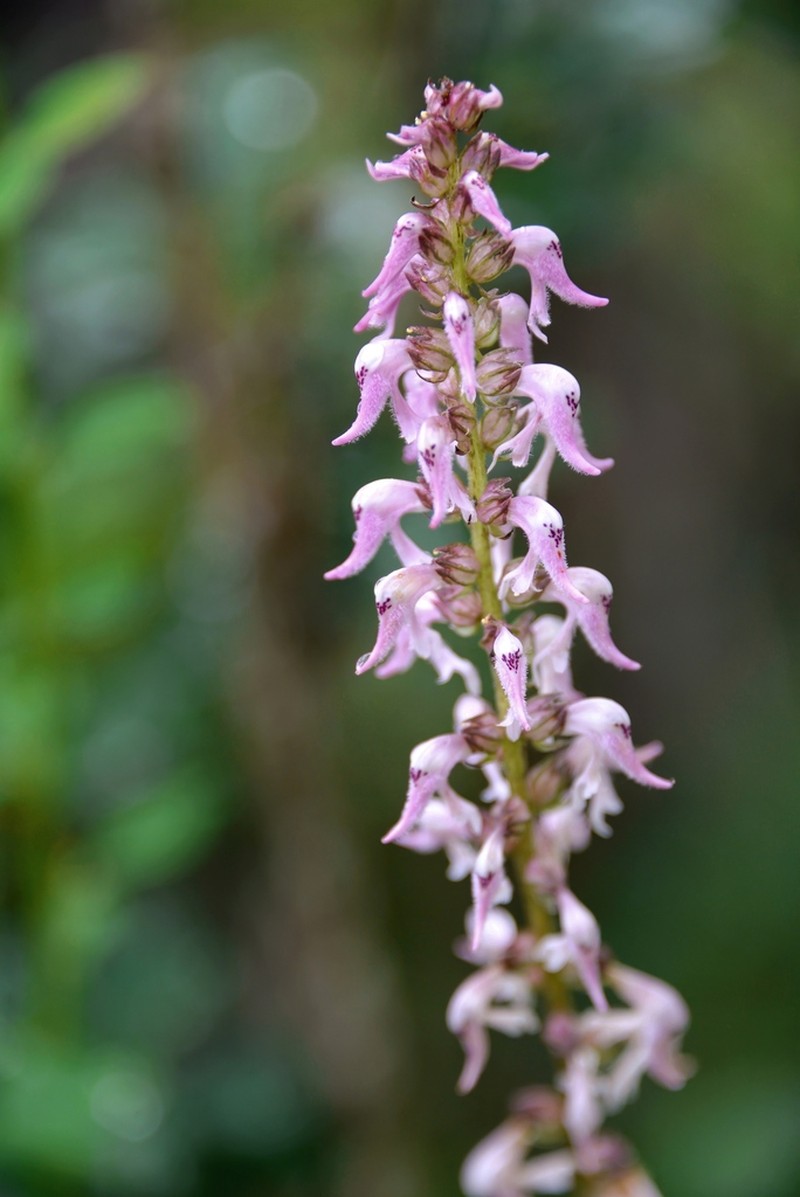 Pedicularis recurva photo 3