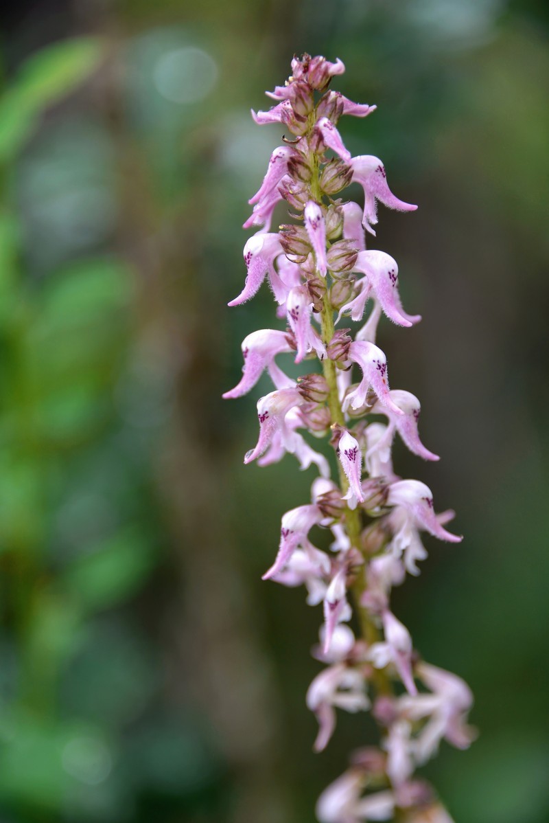 Pedicularis recurva photo 4
