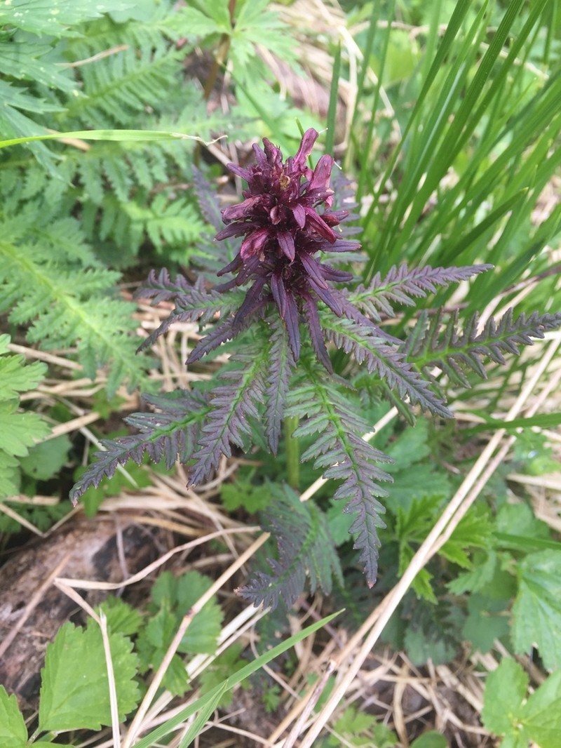 Pedicularis recutita