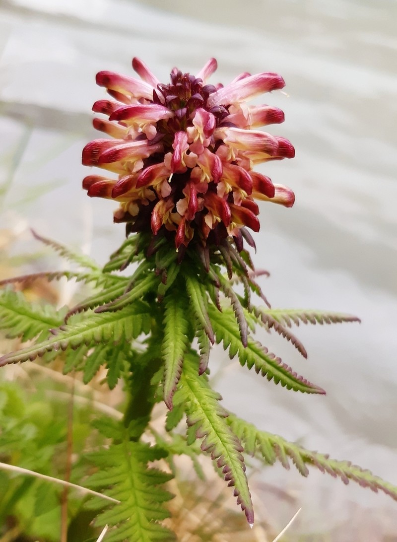 Pedicularis recutita photo 2