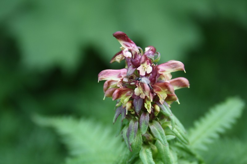 Pedicularis recutita photo 3