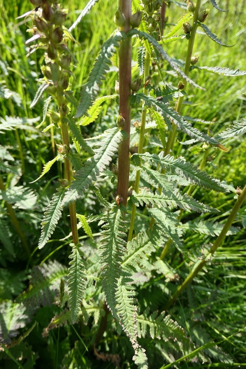 Pedicularis recutita photo 4