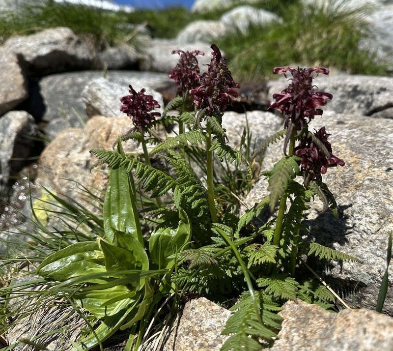 Pedicularis recutita photo 5