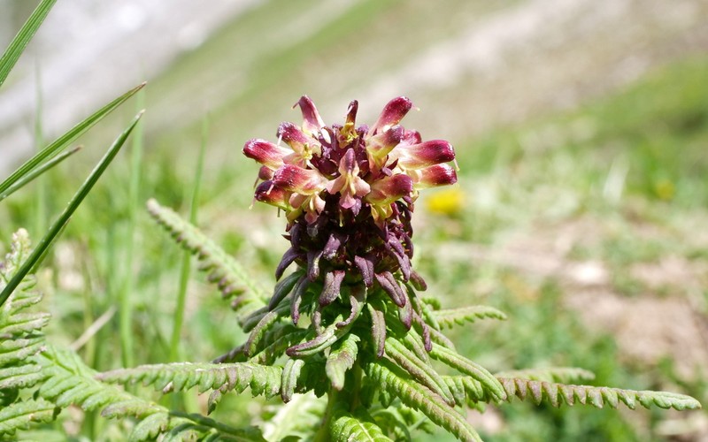Pedicularis recutita photo 6