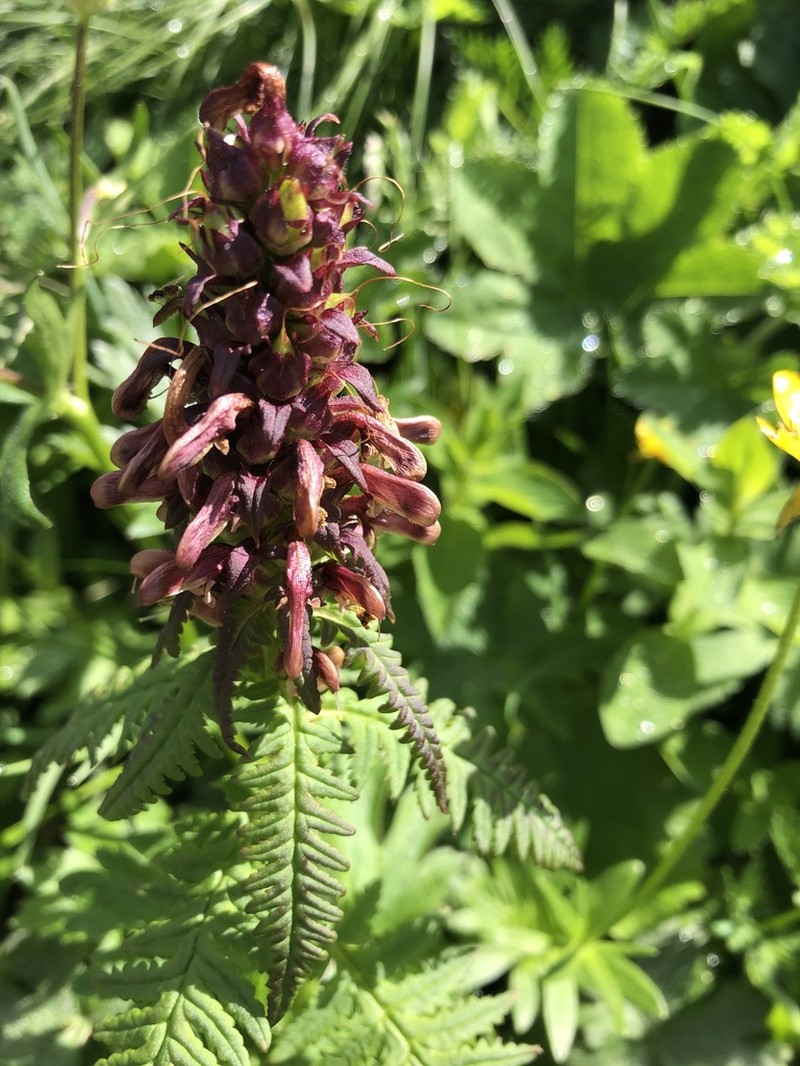 Pedicularis recutita photo 7