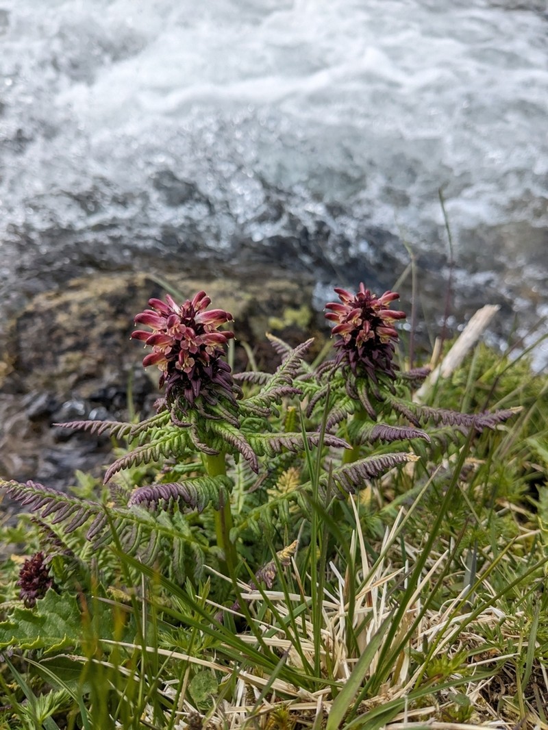 Pedicularis recutita photo 8