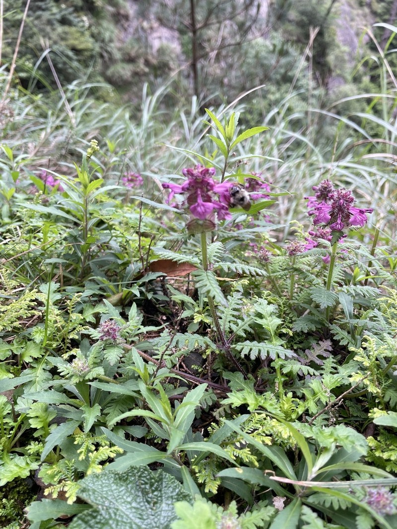 Pedicularis refracta