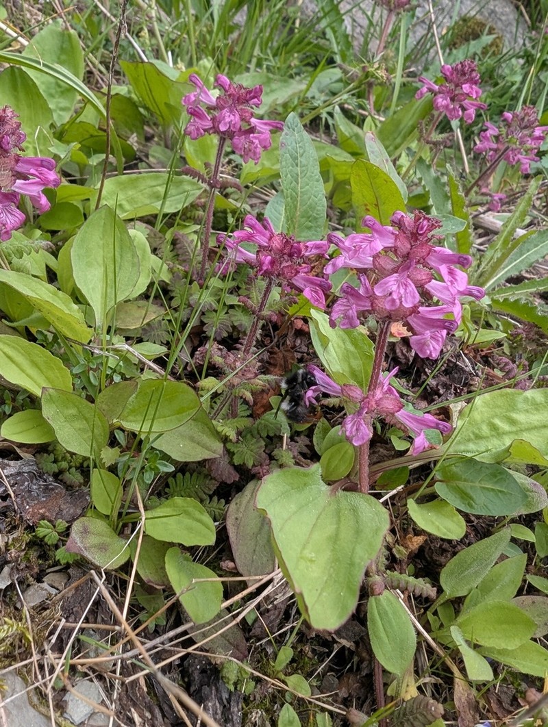 Pedicularis refracta photo 2