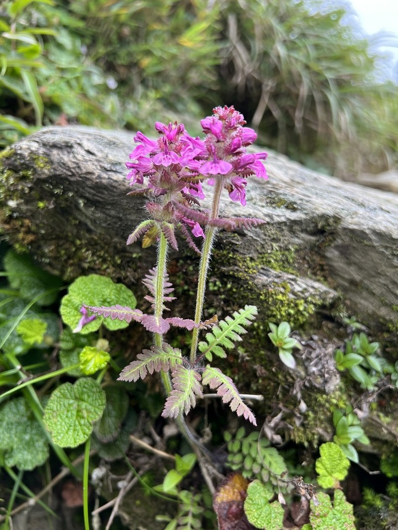 Pedicularis refracta photo 3