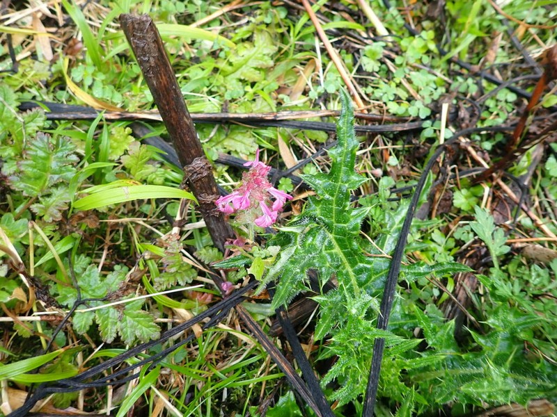 Pedicularis refracta photo 4