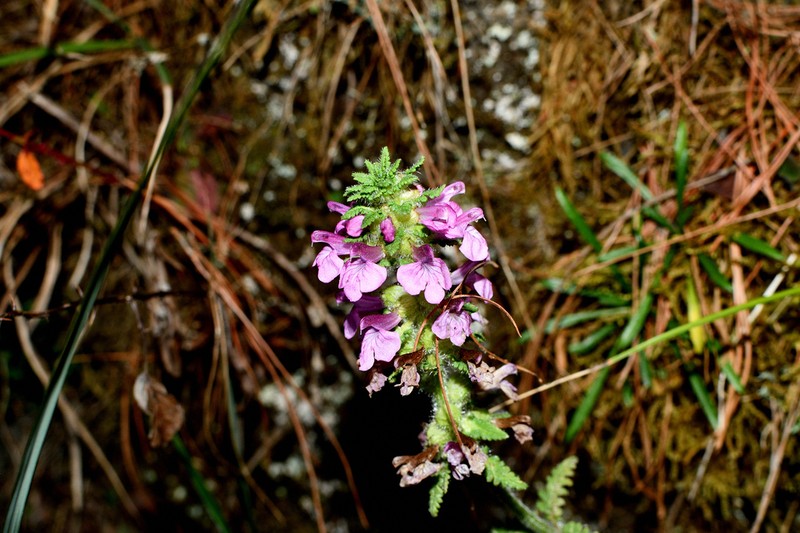 Pedicularis refracta photo 5