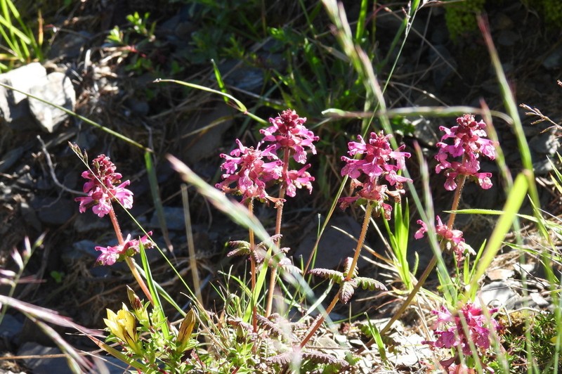 Pedicularis refracta photo 6