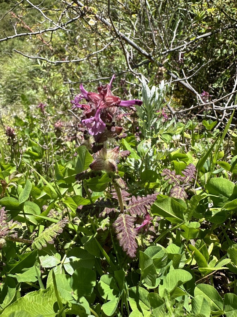 Pedicularis refracta photo 7