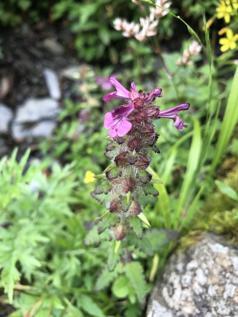 Pedicularis refracta photo 8