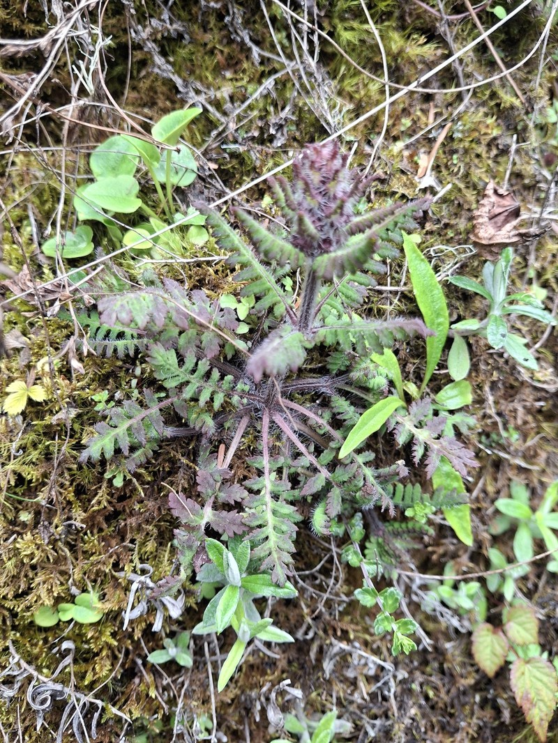 Pedicularis refracta var. transmorrisonensis