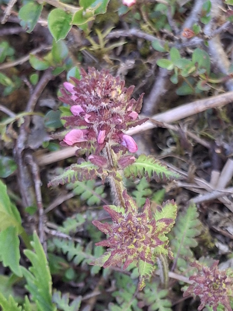 Pedicularis refracta var. transmorrisonensis photo 2