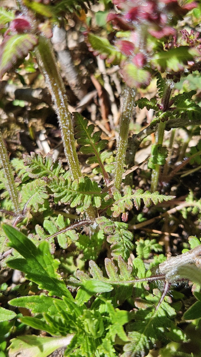 Pedicularis refracta var. transmorrisonensis photo 3