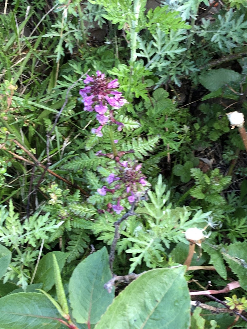 Pedicularis refracta var. transmorrisonensis photo 4