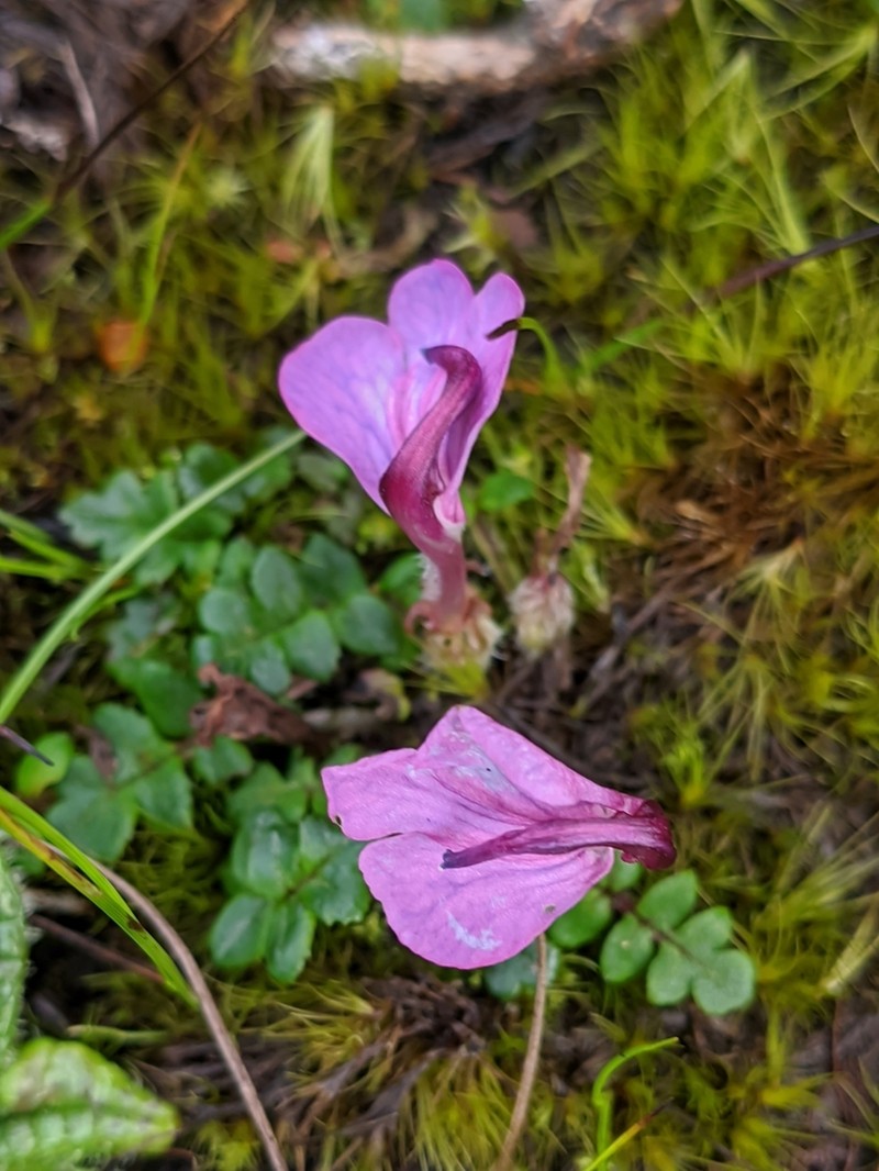Pedicularis regeliana photo 2