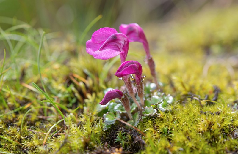 Pedicularis regeliana photo 3