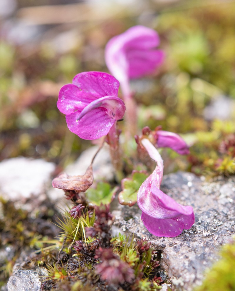 Pedicularis regeliana photo 4