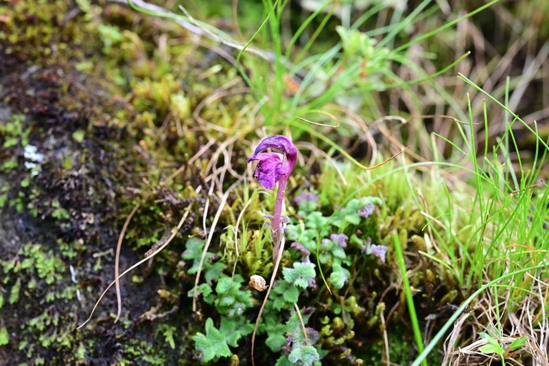 Pedicularis regeliana photo 6