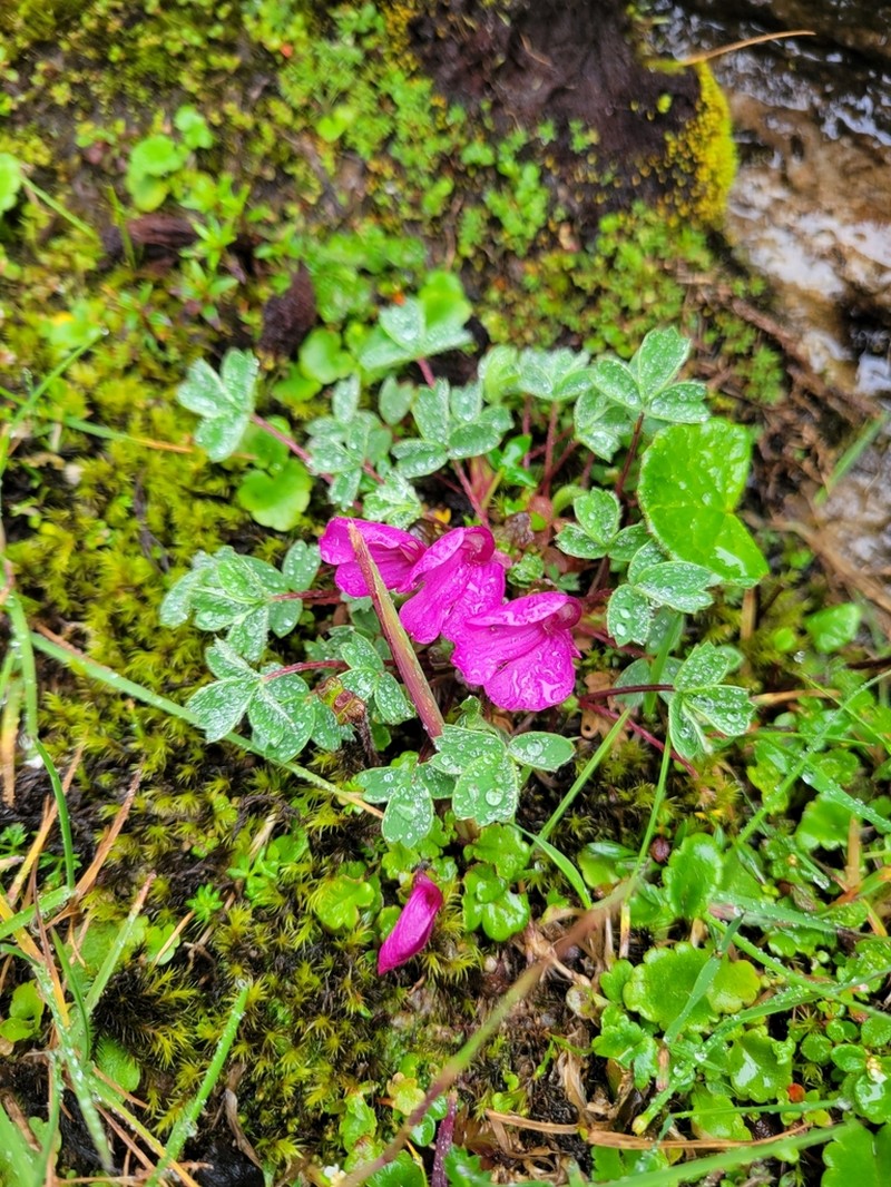 Pedicularis regeliana photo 7
