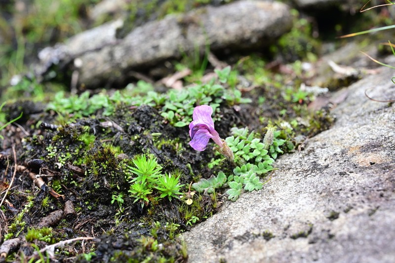 Pedicularis regeliana photo 8