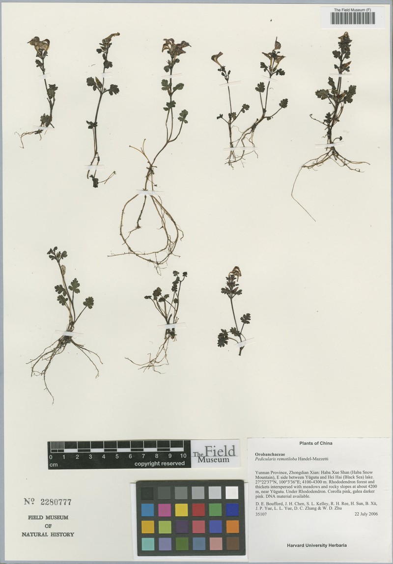 Pedicularis remotiloba