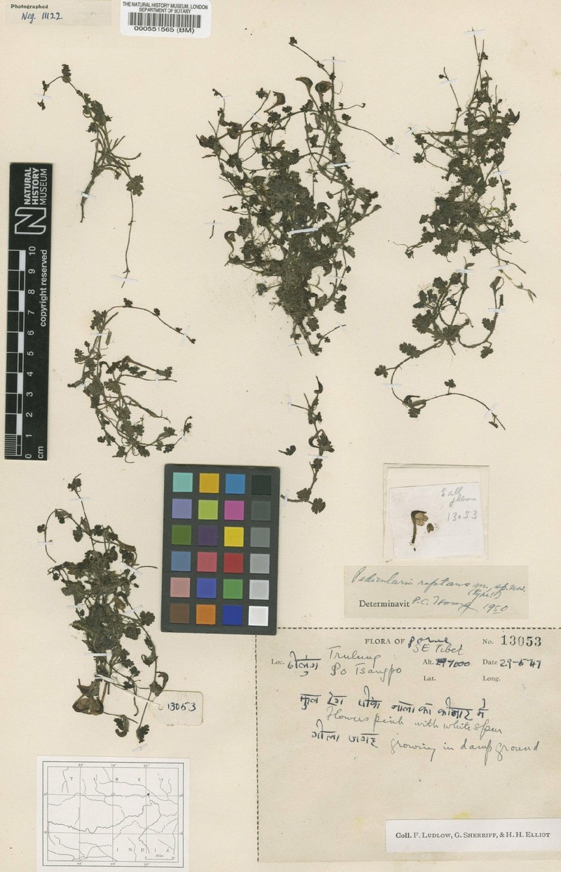 Pedicularis reptans