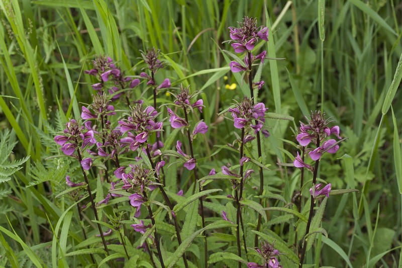 Pedicularis resupinata
