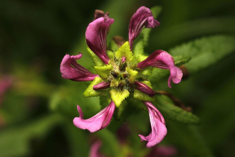 Pedicularis resupinata photo 2