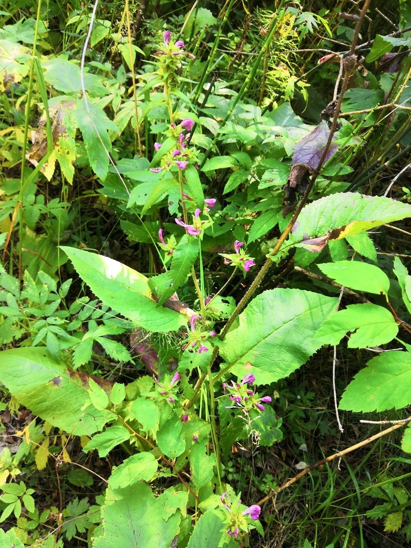 Pedicularis resupinata photo 5