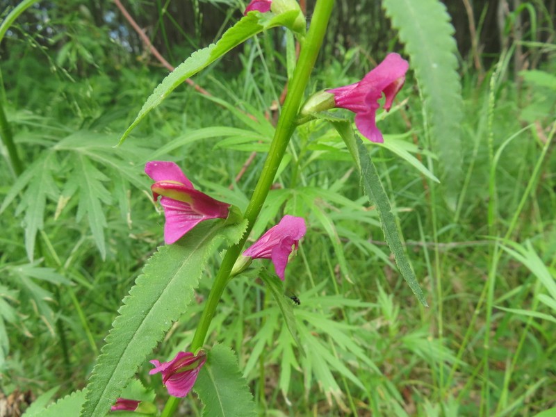 Pedicularis resupinata photo 6