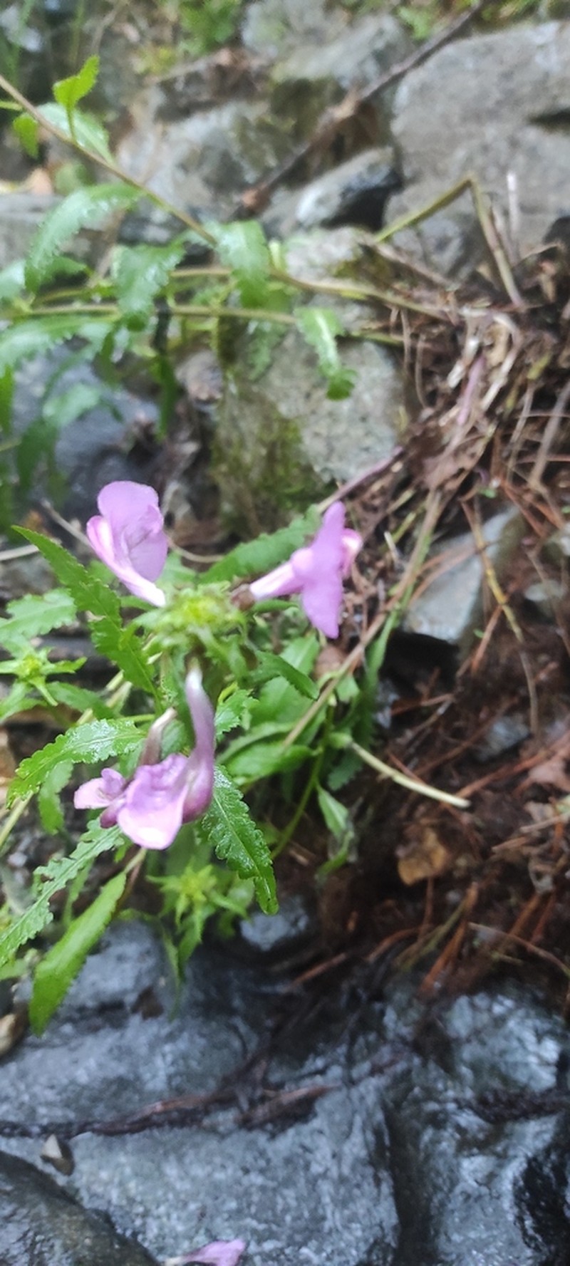 Pedicularis resupinata photo 7