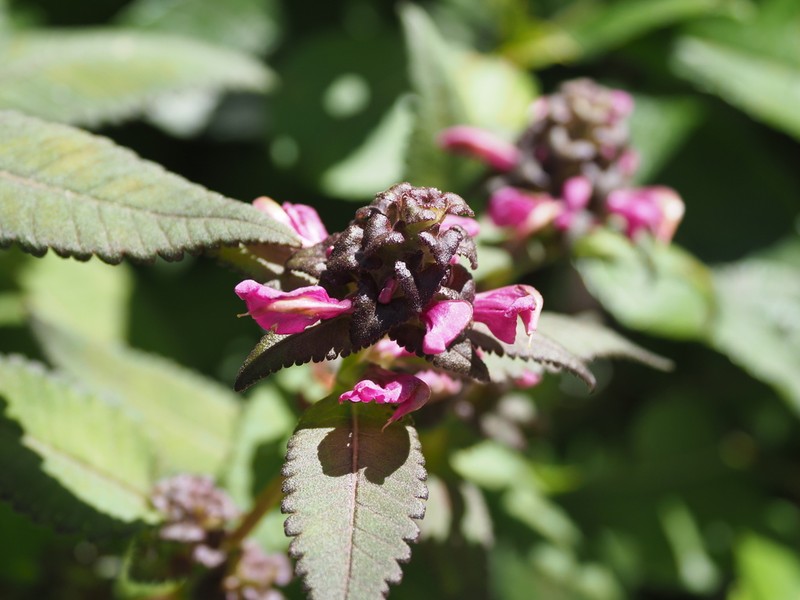 Pedicularis resupinata photo 8