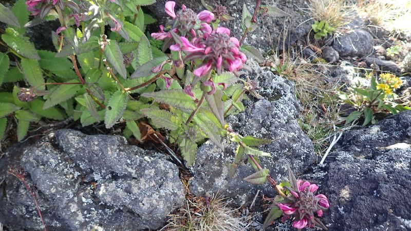 Pedicularis resupinata subsp. resupinata